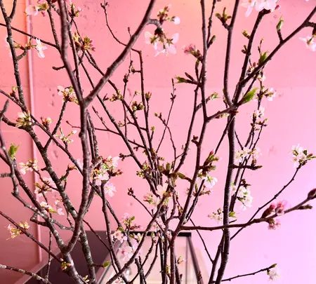 Plis （プリー） の写真・動画_image_511113