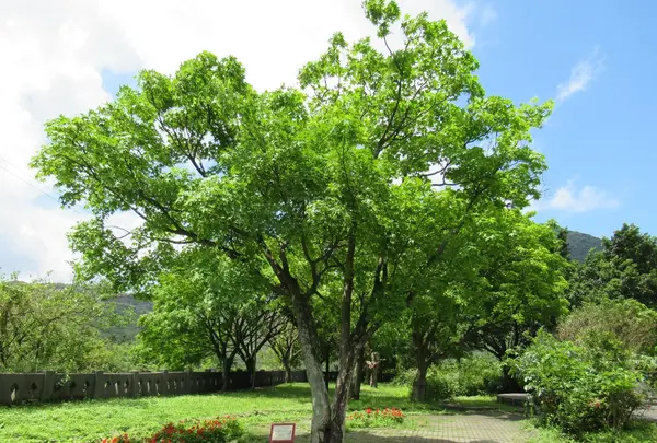 Qitang Old Streetの写真・動画_image_511517