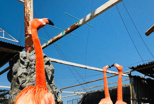 ラクテンチの写真・動画_image_511596