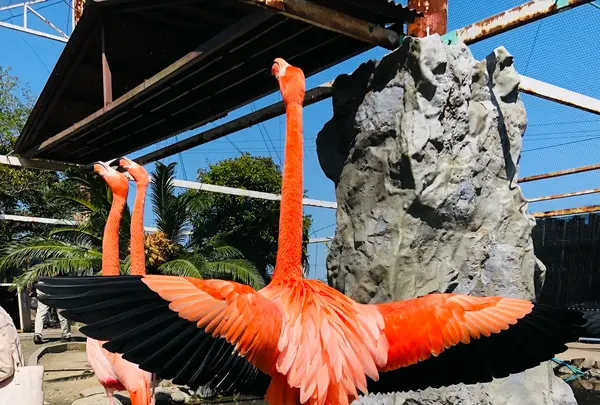 ラクテンチの写真・動画_image_511597