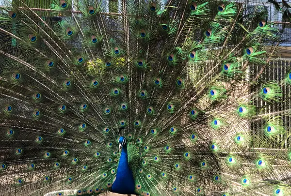 ラクテンチの写真・動画_image_511601