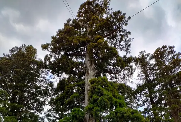 戸隠神社中社の写真・動画_image_511923