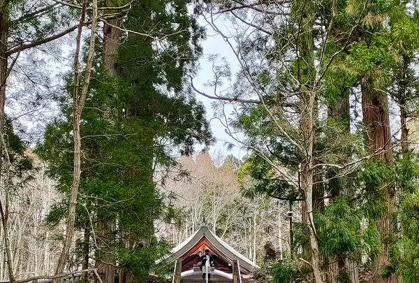 戸隠神社中社の写真・動画_image_511926