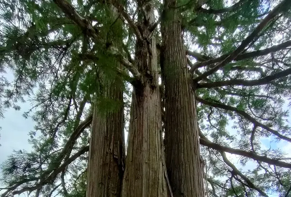 戸隠神社中社の写真・動画_image_511927
