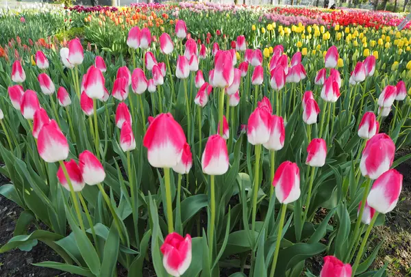 砺波チューリップ公園の写真・動画_image_512177