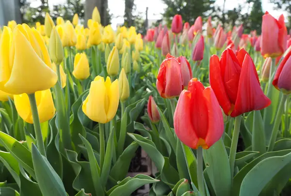 砺波チューリップ公園の写真・動画_image_512178