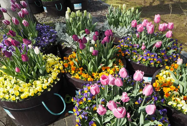 砺波チューリップ公園の写真・動画_image_512179