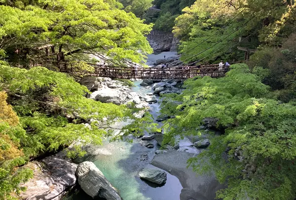 祖谷のかずら橋の写真・動画_image_513154