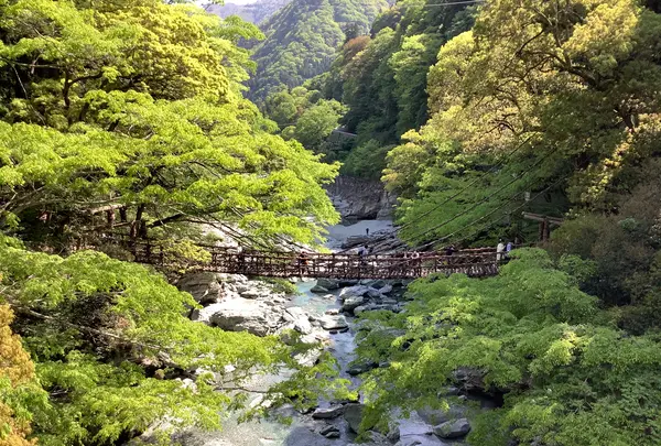 祖谷のかずら橋の写真・動画_image_513155