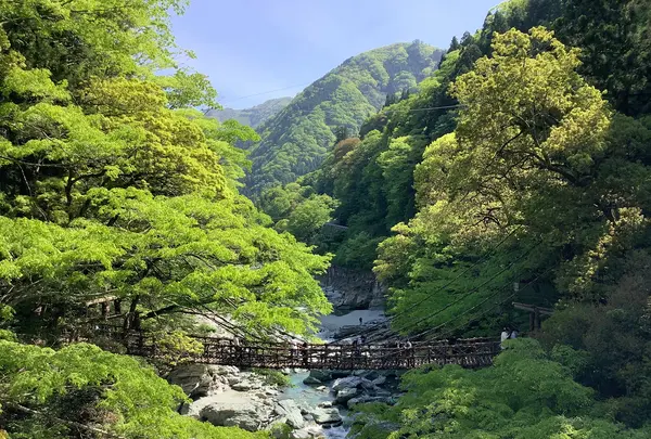 祖谷のかずら橋の写真・動画_image_513156