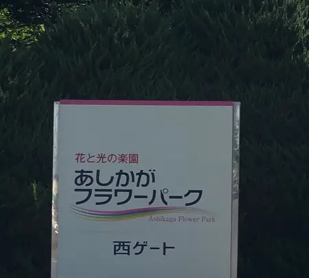 あしかがフラワーパークの写真・動画_image_513311