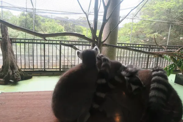 ネオパークオキナワの写真・動画_image_513861