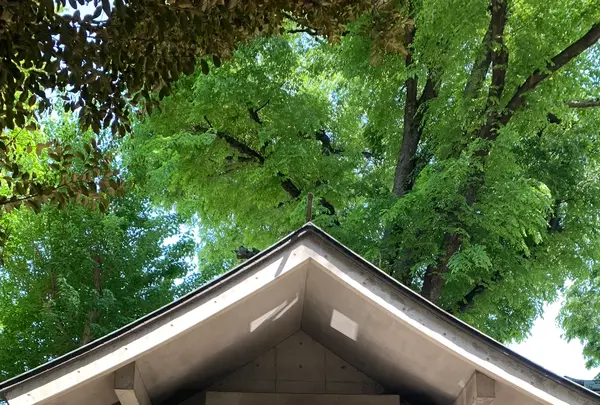 戸越八幡神社の写真・動画_image_514092