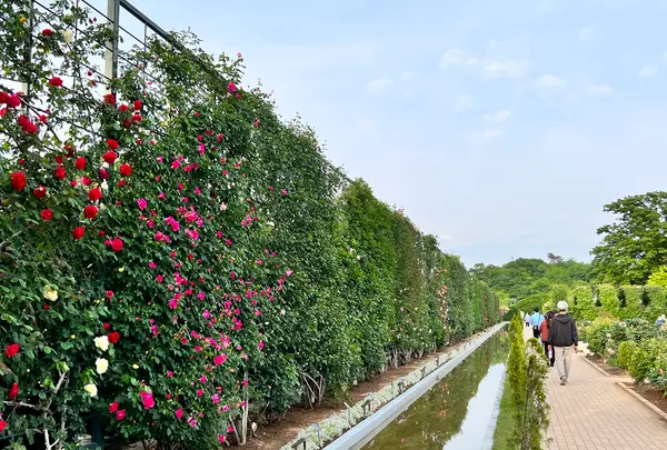 栃木県 足利フラワーパークの写真・動画_image_515444