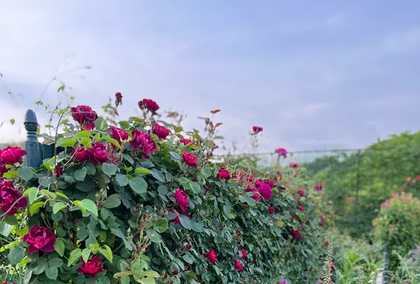 栃木県 足利フラワーパークの写真・動画_image_515446