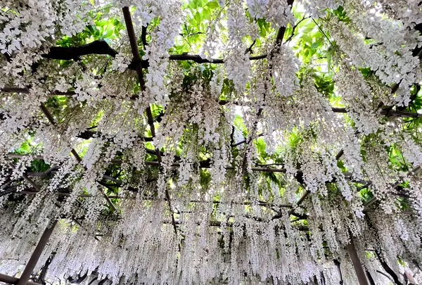 栃木県 足利フラワーパークの写真・動画_image_515451