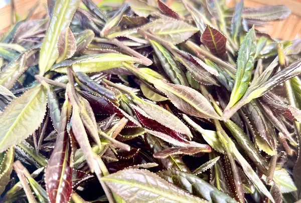 宮野園の写真・動画_image_515528