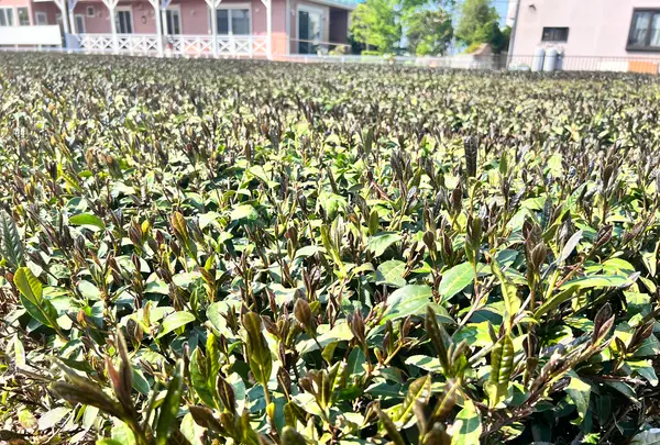 宮野園の写真・動画_image_515533