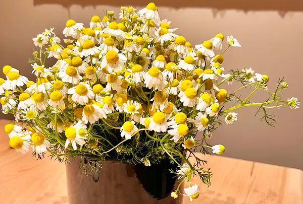 Restaurant NéMoの写真・動画_image_515556