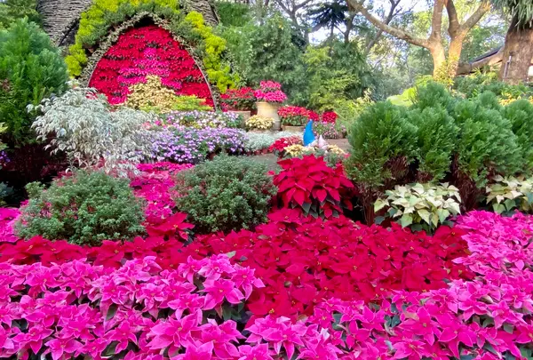 花露農場 Flower Homeの写真・動画_image_515870