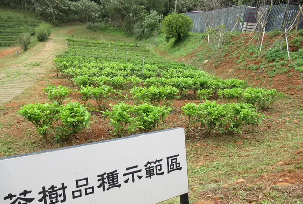 台湾農林銅鑼茶廠の写真・動画_image_515889