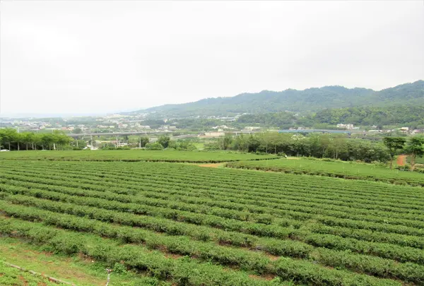 台湾農林銅鑼茶廠の写真・動画_image_515891