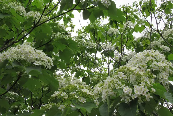 姜太公中部道場客家大院の写真・動画_image_515898