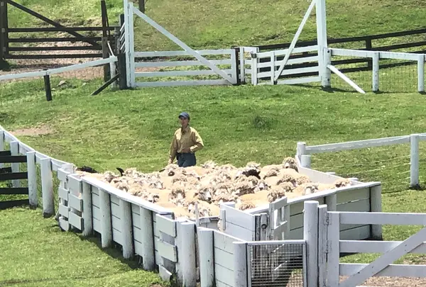 伊香保グリーン牧場の写真・動画_image_517214