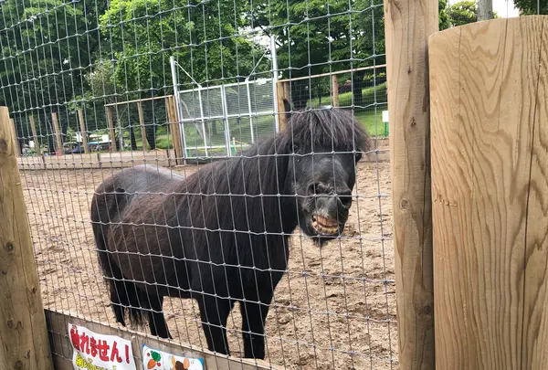 伊香保グリーン牧場の写真・動画_image_517216