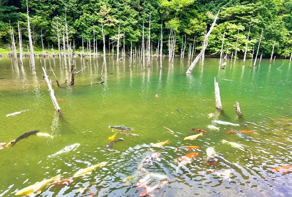 一の俣桜公園の写真・動画_image_517304