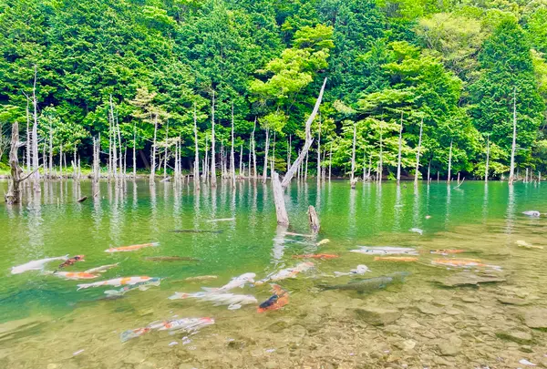 一の俣桜公園の写真・動画_image_517305