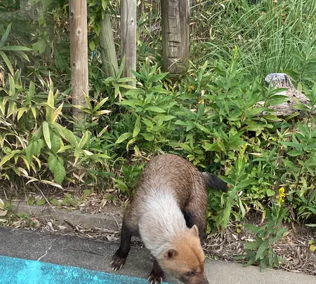 京都市動物園 もうじゅうワールドの写真・動画_image_517429
