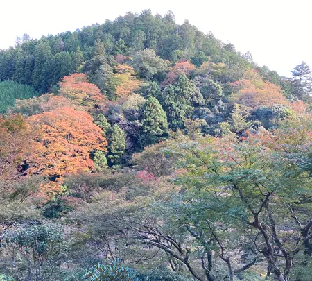 高山寺の写真・動画_image_517440
