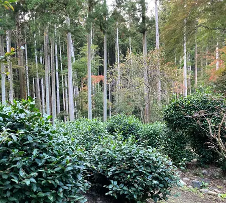 高山寺の写真・動画_image_517441