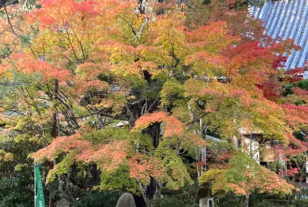 西明寺の写真・動画_image_517464