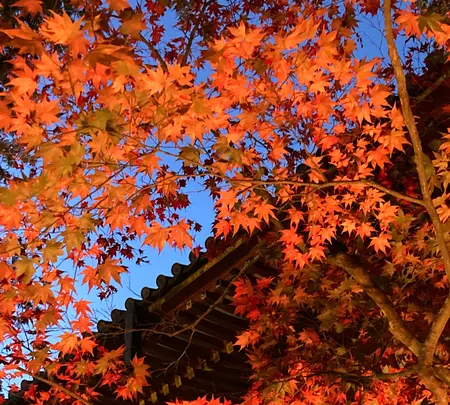神護寺の写真・動画_image_517485