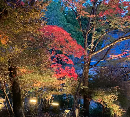 神護寺の写真・動画_image_517490