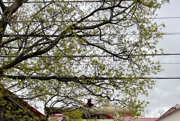 岩内 金刀比羅神社の写真・動画_image_518126