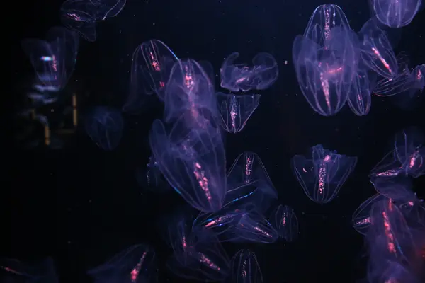 四国水族館の写真・動画_image_518734