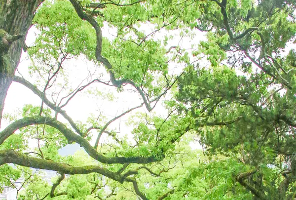宇夫階神社の写真・動画_image_518739