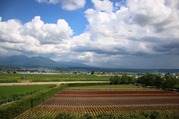 ファーム富田の写真・動画_image_518754