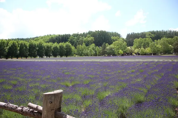 ファーム富田の写真・動画_image_518755