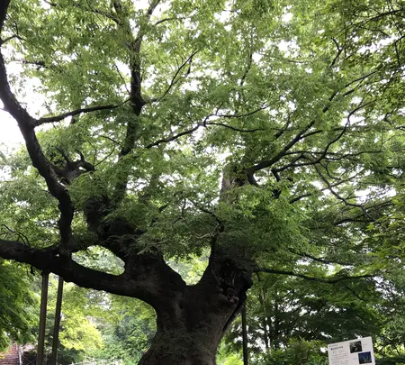 新田神社(太田市)の写真・動画_image_518798