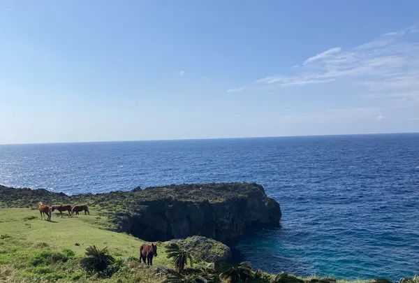 与那国馬風（う）牧場の写真・動画_image_518959