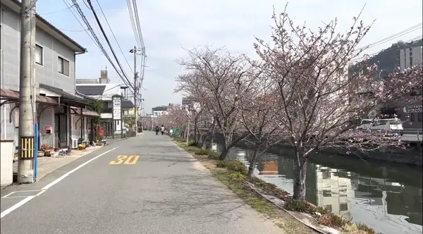 尾道の桜土手の写真・動画_image_519164