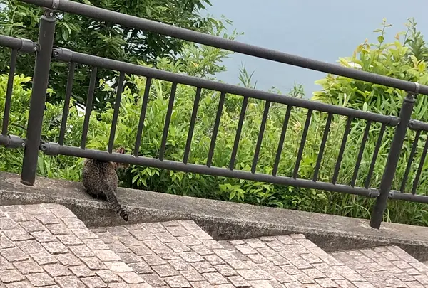 獅子の霊巌展望台の写真・動画_image_519826