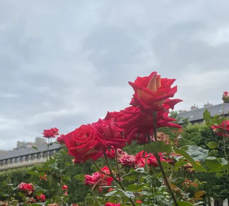 パレ・ロワイヤルの写真・動画_image_520073