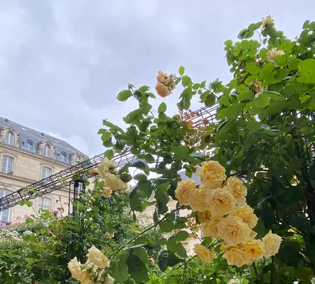 Square Saint-Gilles - Grand-Veneur - Pauline-Rolandの写真・動画_image_520074