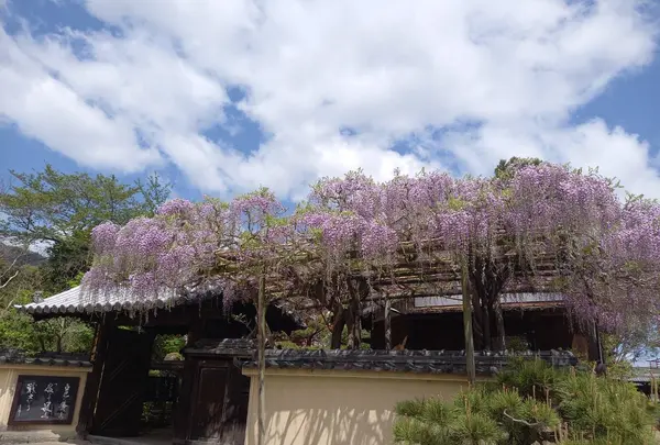 當麻寺中之坊の写真・動画_image_520424
