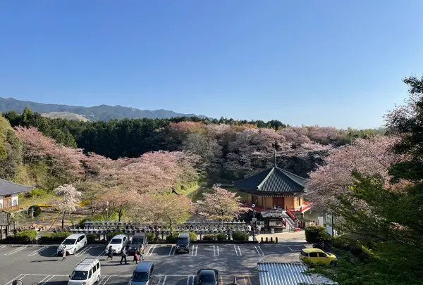 安倍文殊院の写真・動画_image_520444